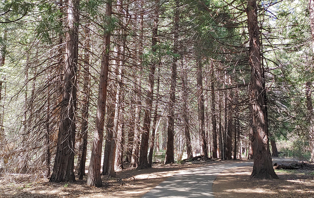 Yosemite National Park, CA