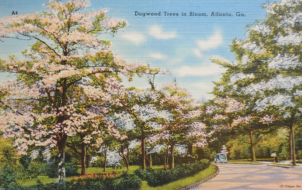 Dogwood trees in bloom, postcard, Atlanta, GA